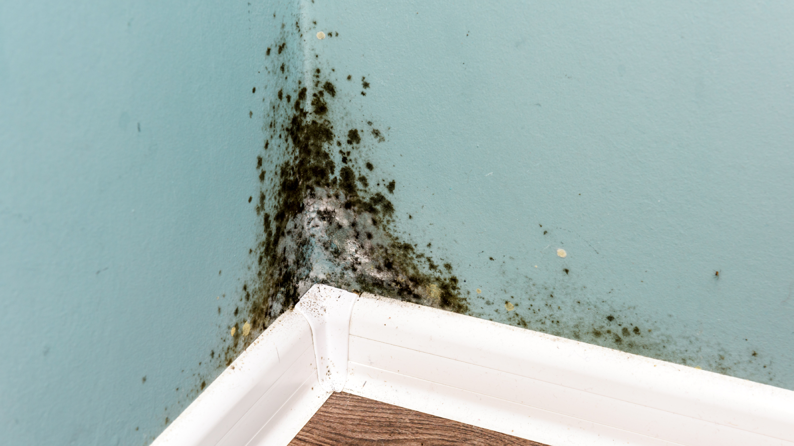 mold remediation company orange county